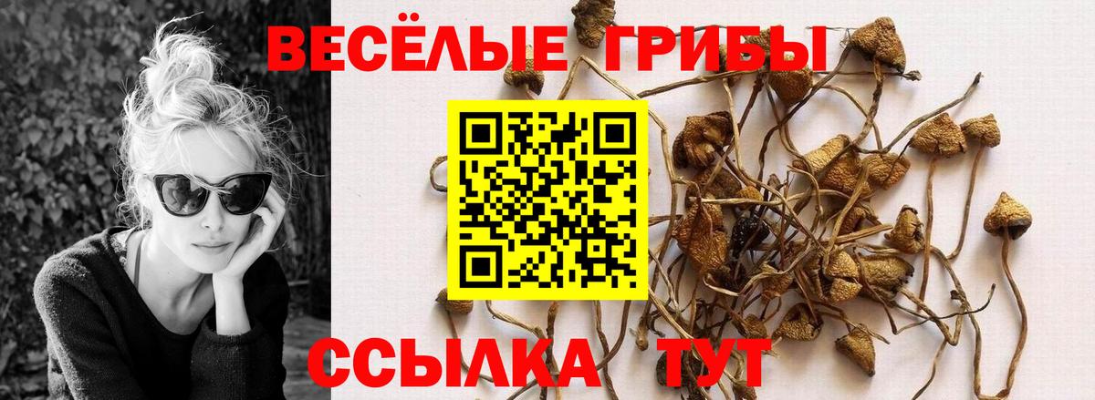 Псилоцибиновые грибы GOLDEN TEACHER Гусиноозёрск
